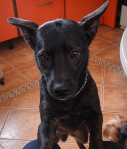 Tuski (Tooki)